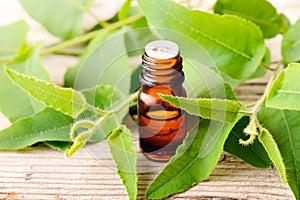 Eucalyptus essential oil in the bottle, with fresh eucalytus leaves