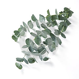 Eucalyptus