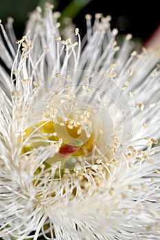 Eucalyptus flower, close up.