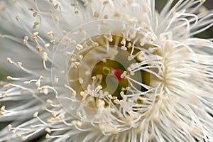 Eucalyptus flower in detail.