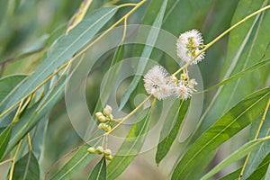 Eucalyptus flower and leaves green background
