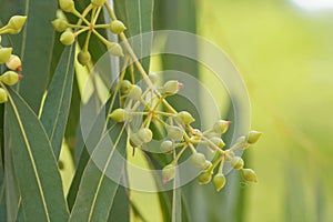 Eucalyptus flower and leaves green background