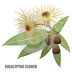 Eucalyptus flower poster with plant that can heal