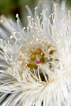 Eucalyptus flowerin detail.