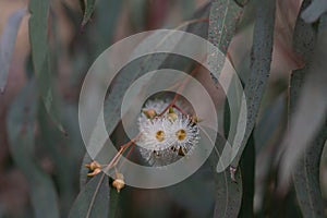 Eucalyptus flowering in the spring
