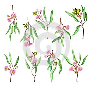 Eucalyptus Flowering Tree Branch with Narrow Leaves and Pink Bud with Fluffy Stamens Vector Set