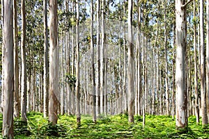 Eucalyptus forest.