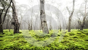 Eucalyptus forest in Australia.