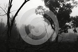 Eucalyptus forest covered by fog in the morning