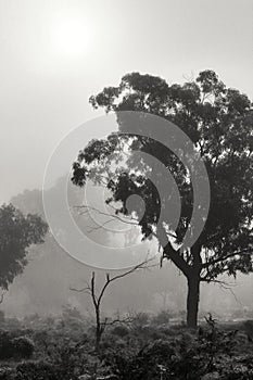 Eucalyptus forest covered by fog in the morning