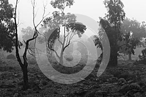 Eucalyptus forest covered by fog in the morning