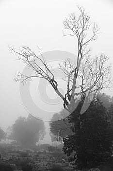 Eucalyptus forest covered by fog in the morning