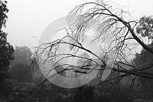 Eucalyptus forest covered by fog in the morning