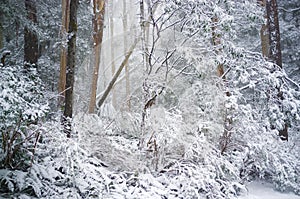Eucalyptus forest covered in snow in winter, Australia