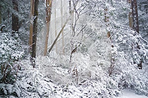 Foresta coperto la neve inverno 