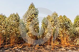 Eucalyptus forest after fire.