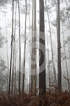 Eucalyptus forest in fog