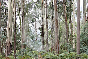 Eucalyptus Forest High Country Victoria 2