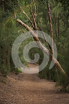 Eucalyptus Forest on the Island of Kauai, Hawaii.