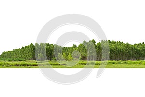 Eucalyptus forest isolated on white background