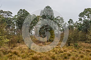 Eucalyptus forest landscape with silver-leaf stringybark or silver dollar tree