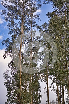 An eucalyptus forest on madeira, very tall green trees, Maderia Island, Portugal