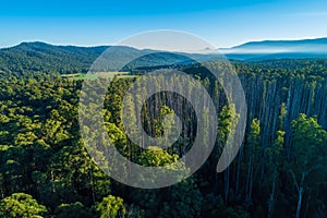 Eucalyptus forest and mountains near Marysville.