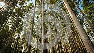 Eucalyptus forest near the city of Munar. India. Video on the move.