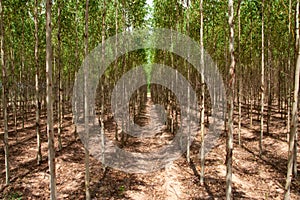 Eucalyptus forest in north-east of Thailand