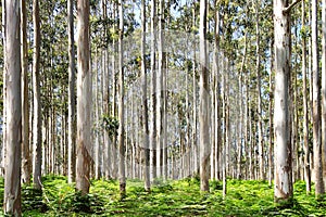Eucalyptus forest. photo