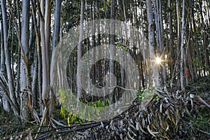 Eucalyptus forest at sunset.