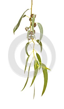 Eucalyptus globulus branch with fruit