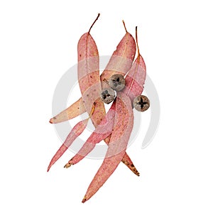 Eucalyptus globulus red dried leaves and fruits isolated on white