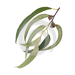 Eucalyptus globulus tree branch with green leaves and fruits isolated on white