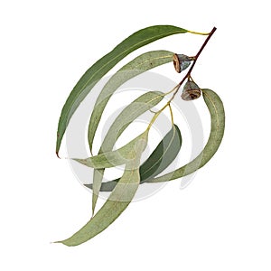 Eucalyptus globulus tree branch with green leaves and fruits isolated on white photo