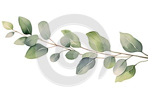 Eucalyptus Green branch with leafs, garland, border, elegant watercolor isolated. Modern decorative element.