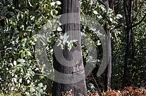 Eucalyptus with green foliage and black burned bark, pyrophyte trees sprouting after a wildfire