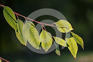 Eucalyptus green leaves