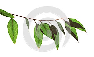 Eucalyptus green leaves