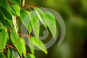 Eucalyptus green leaves