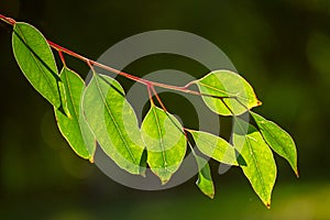 Eucalyptus green leaves