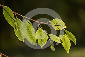 Eucalyptus green leaves