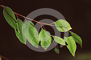 Eucalyptus green leaves