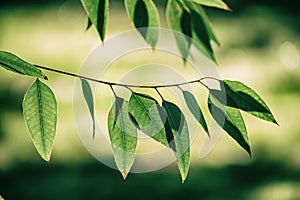 Eucalyptus green leaves