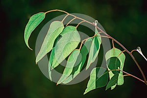 Eucalyptus green leaves