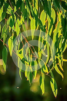 Eucalyptus green leaves