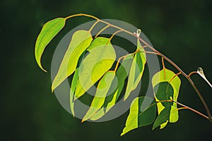 Eucalyptus green leaves