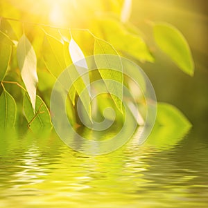 Eucalyptus green leaves