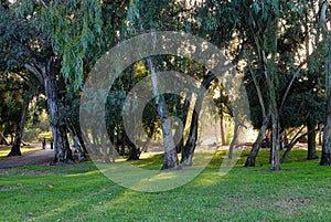 A eucalyptus grove in central park.