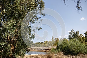 Eucalyptus grove with a river with